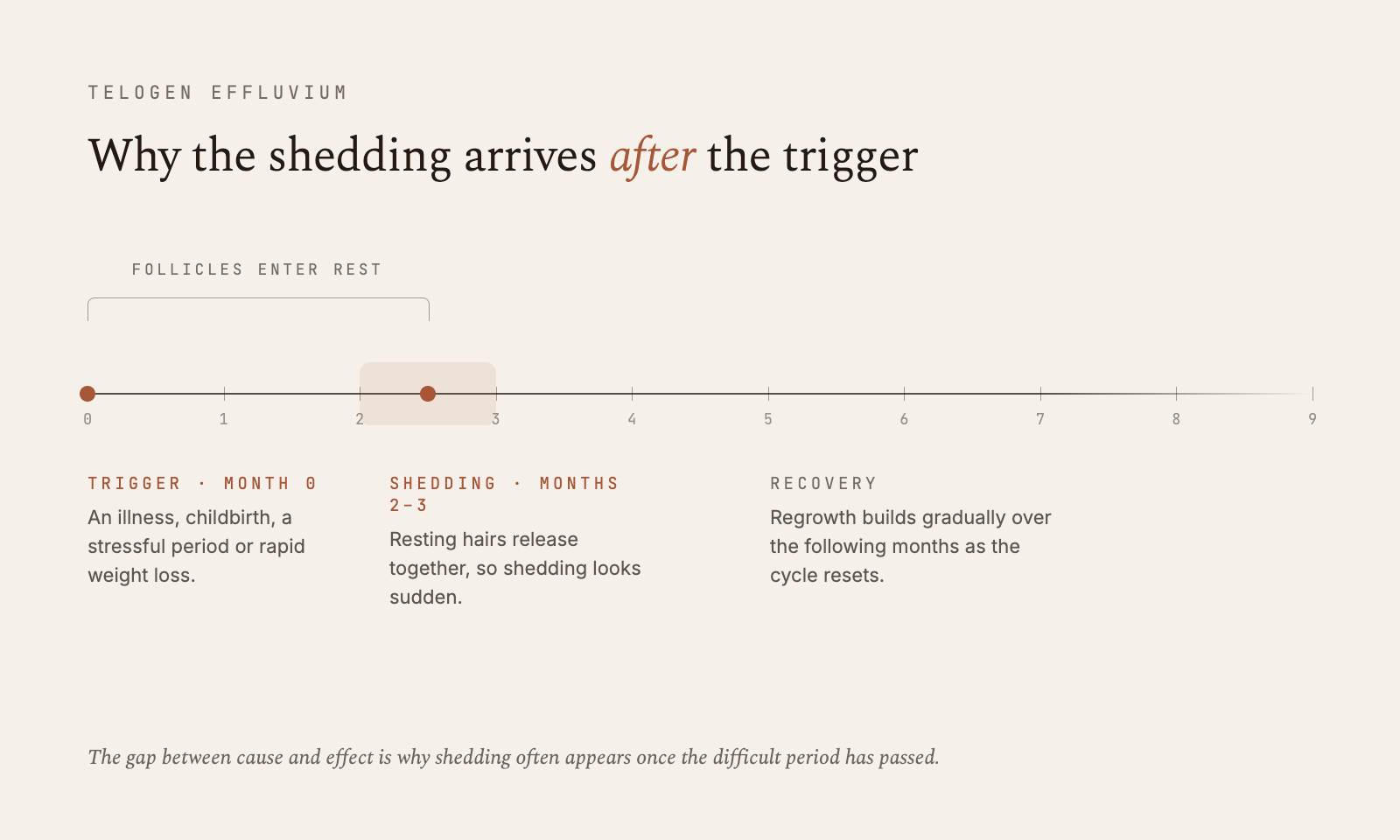 Timeline showing the delayed shedding of telogen effluvium after a trigger event
